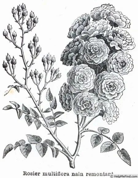 花型更接近标准的绒球状,一般花较小,枝叶形态更接近野蔷薇,多数有小