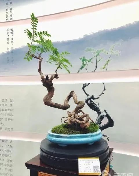 价值188万的"天价"清香木盆景,大哥,值吗?