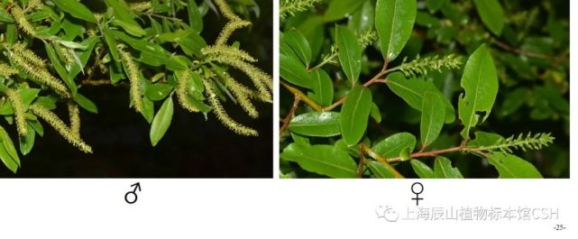 【探索】雌雄同花,雌雄异花同株……一起了解有花植物