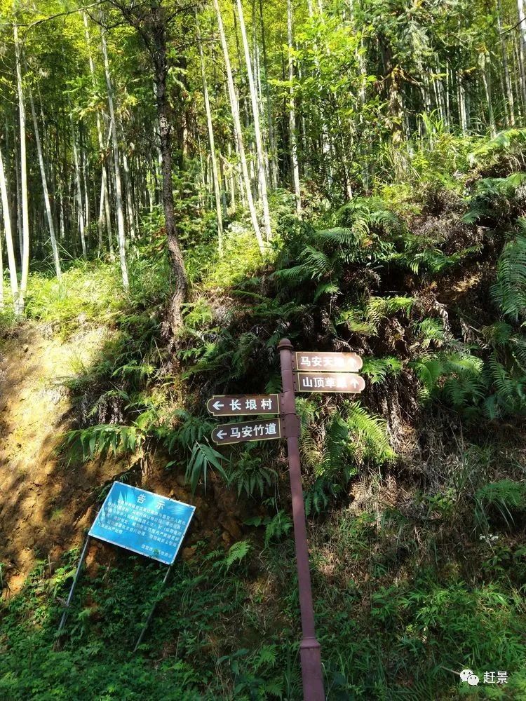 信宜平塘镇马安竹海之行