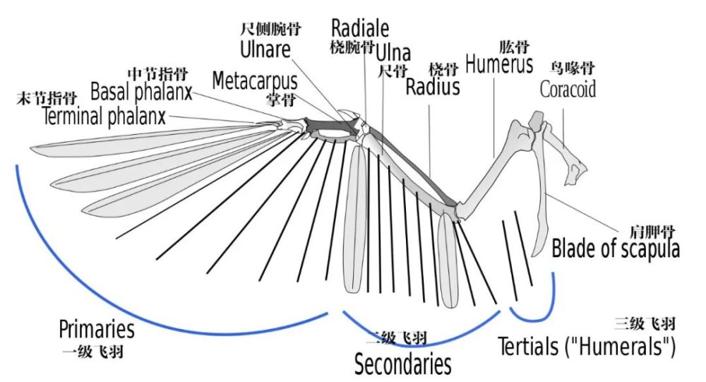 鸟类翅膀的解剖结构 图片来源 wikicommons 翅膀骨骼由指骨,掌骨,腕骨