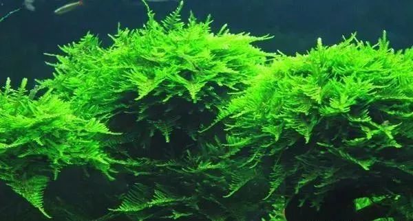 水草造景别人家的莫斯怎么那么绿我养的莫斯水草怎么老是发黄