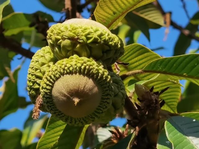 我县村民试种益肾果成功