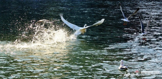 一只天鹅在孔雀河上起飞.记者 杨斌摄