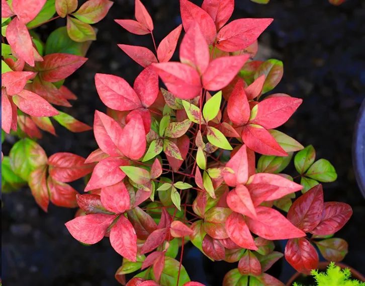 它耐寒耐热,是冬季难得的彩叶植物,红红火火整个冬天.