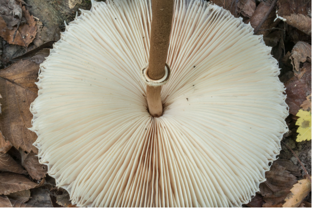 菌褶近白色,靠外缘处曲折,其余部分平直,离生,密,宽,不等长