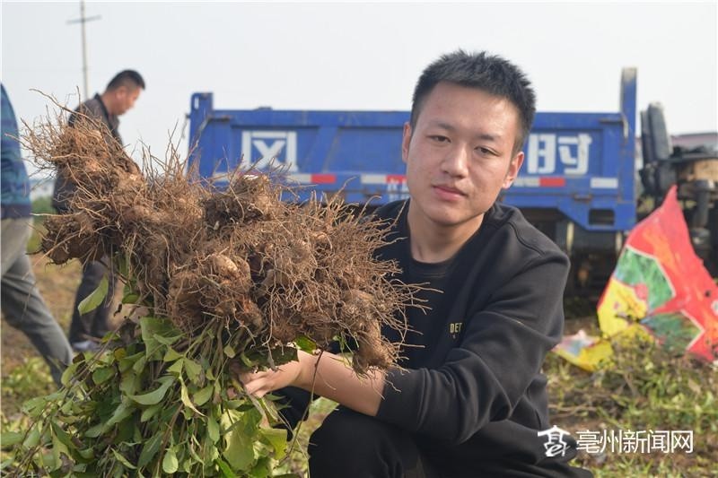 张晴伸种植的中药材