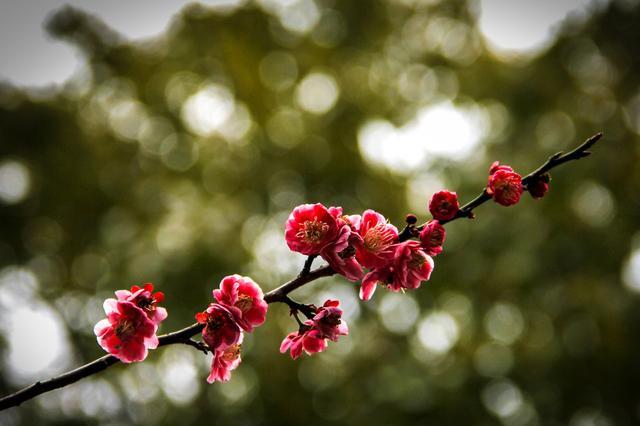 小雪时节,梅花将开,一首唯美的梅花之词,感悟李清照淡淡的幽怨