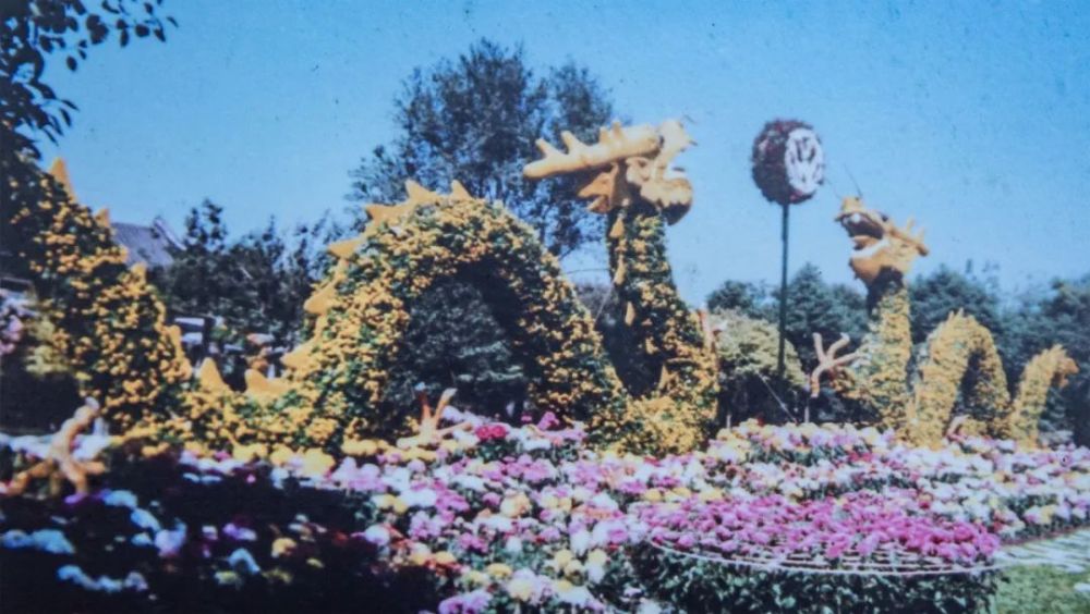 2021嘉定第十七届菊花展摄影征稿评选结果揭晓有你心动的吗
