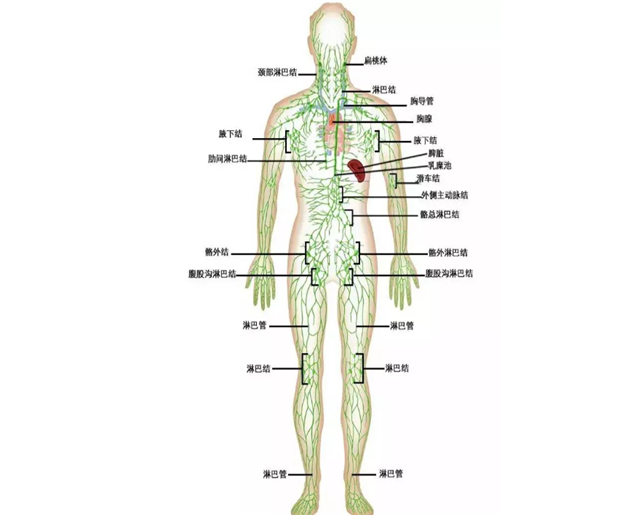 要想身体好,淋巴疏通少不了!