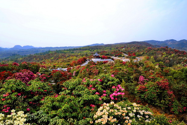 贵州赏花绝佳67地67杜鹃花绽放延百里景色如画适合春季踏青