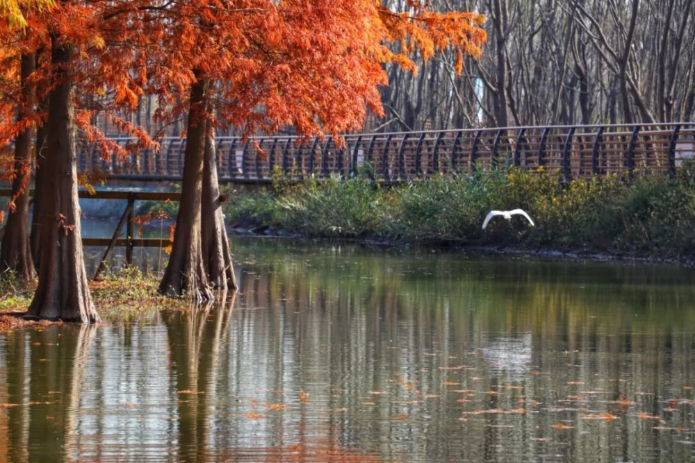 西沙明珠湖景区,崇明生态岛建设的见证者和受益者