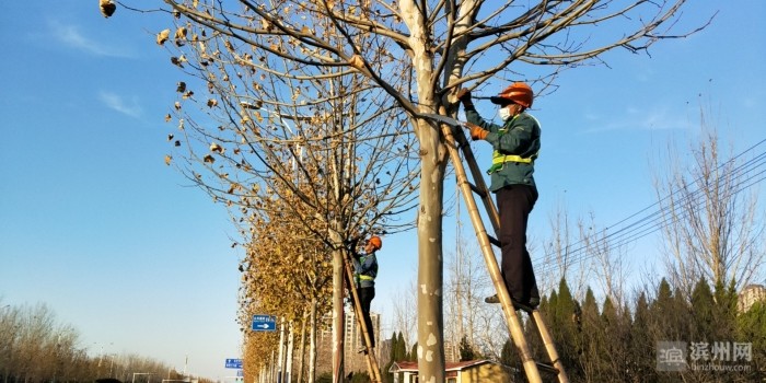 滨州:冬季修剪正当时,"剪"出树木好精神