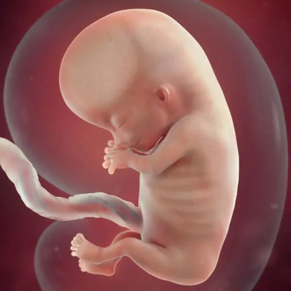 怀孕前三个月宝宝啥样每周b超图告诉你胎儿发育情况天然可爱