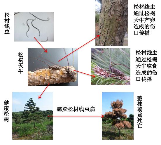 动植物检疫警惕引发松树毁灭的检疫性有害生物松材线虫