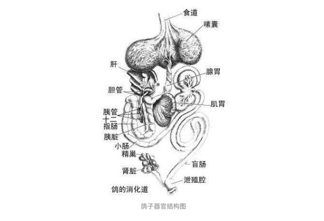 地球上包括人类在内,为何哺乳动物生殖系统跟排泄系统靠那么近?