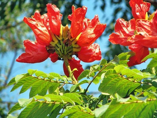 别名火烧花,喷泉树,苞萼木,火焰木,是加蓬共和国的国树.