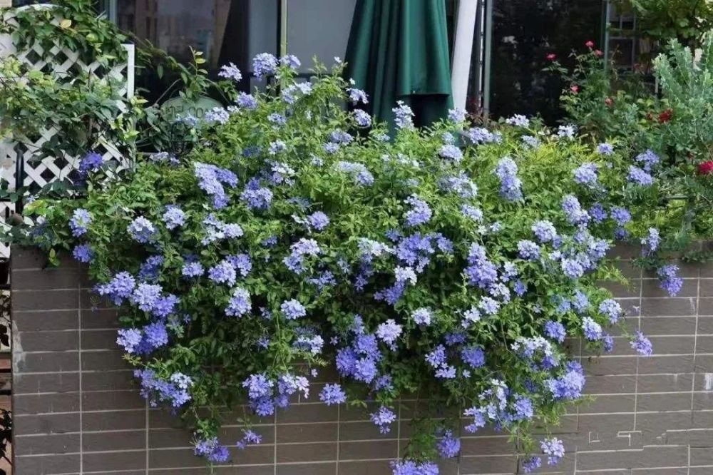 ceratostigma plumbaginoides bunge,白花丹科蓝雪花属植物,多年生