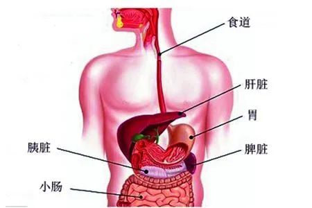 脾脏在人体中只占了很小的位置,但它作为后天之本,是人体主要的储血