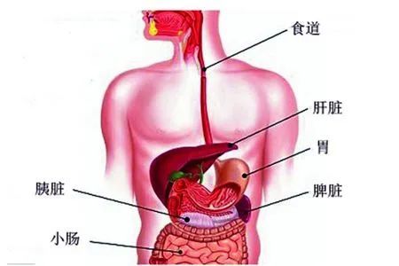 妆容斑驳爱脱妆,可能和脾脏能力下降有关!