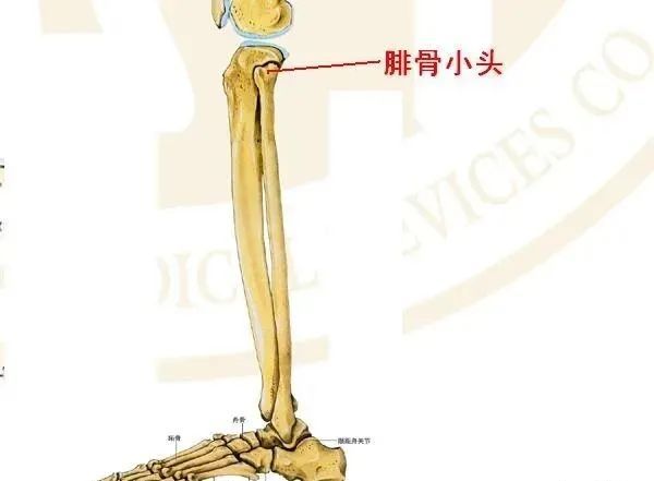 因此一定要把腓骨小头的解剖搞懂,才能找准六位.部位和手法