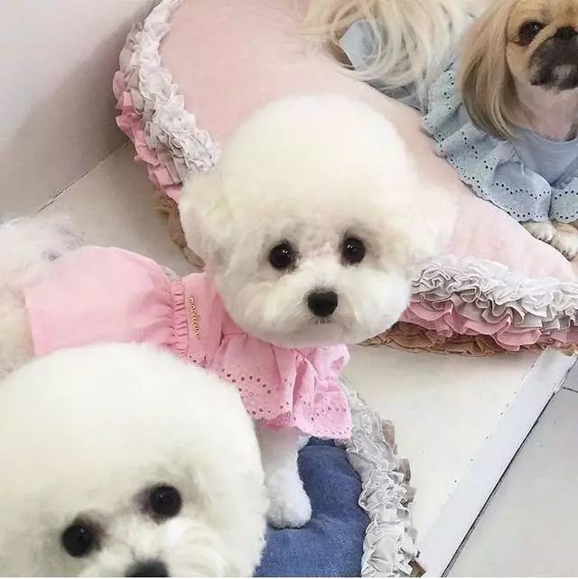 超级可爱的小比熊!萌照!
