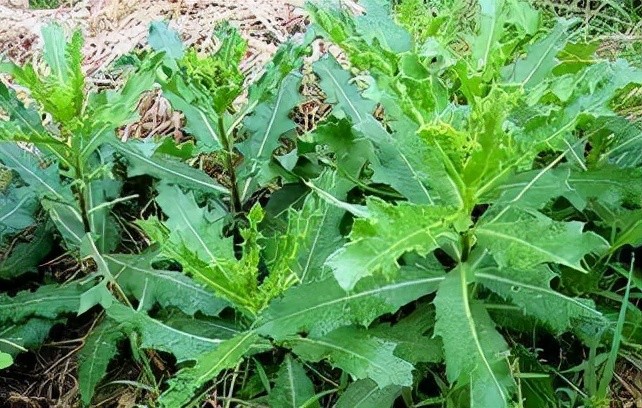 31种野菜大合集,带你认识不同的野菜和吃法,你想要的野菜这里有