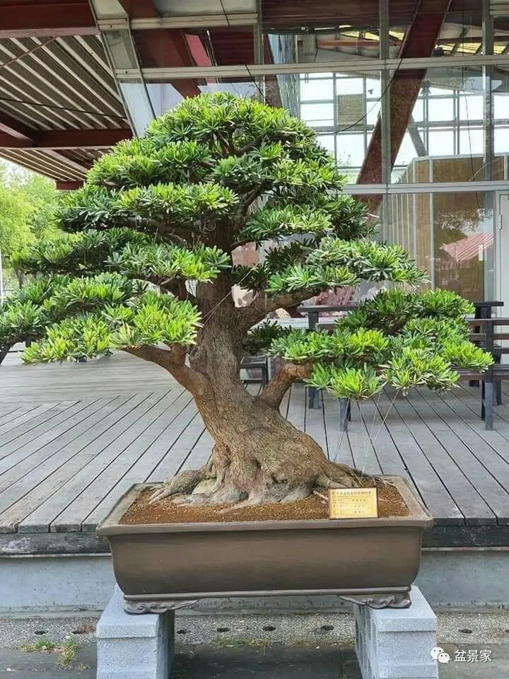 罗汉松盆景动辄百万,千万!为何如此稀贵?