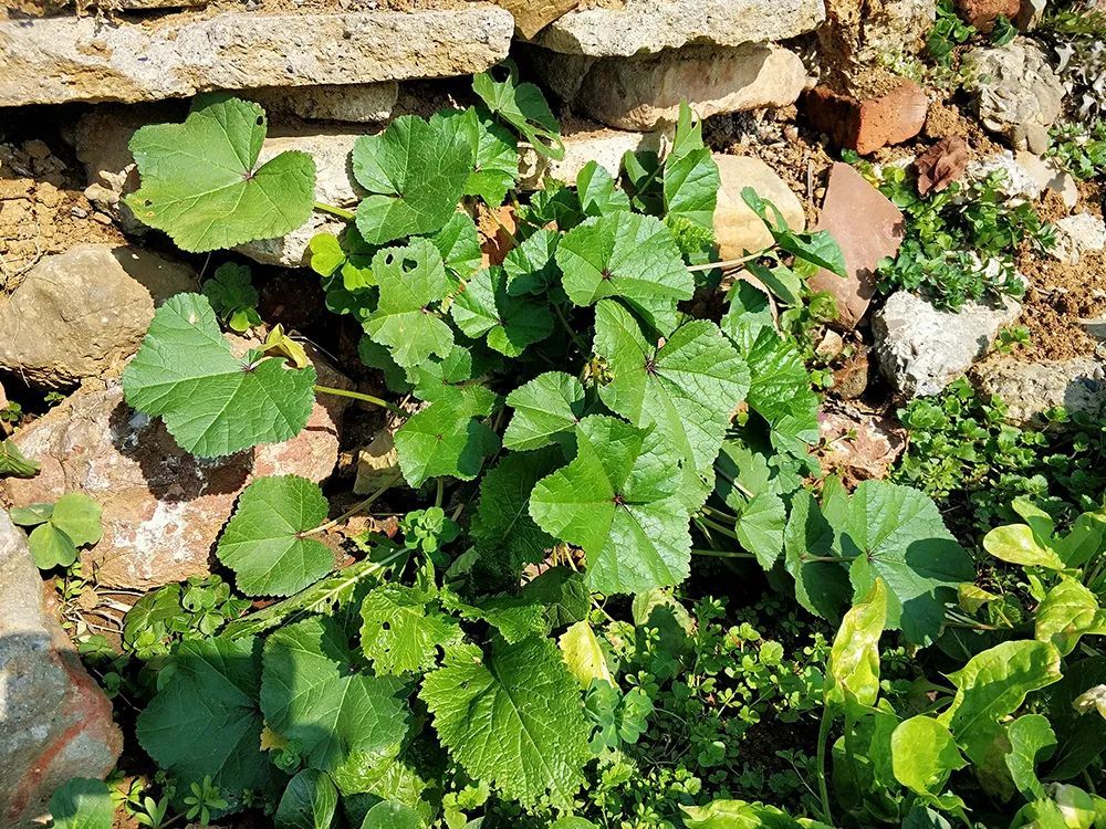 俗称"冬苋菜",天气越冷长得越旺,含钙量很高,2元能买一大把