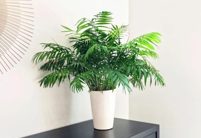 夏威夷椰子的浇水方法?这里有详细的养殖方法