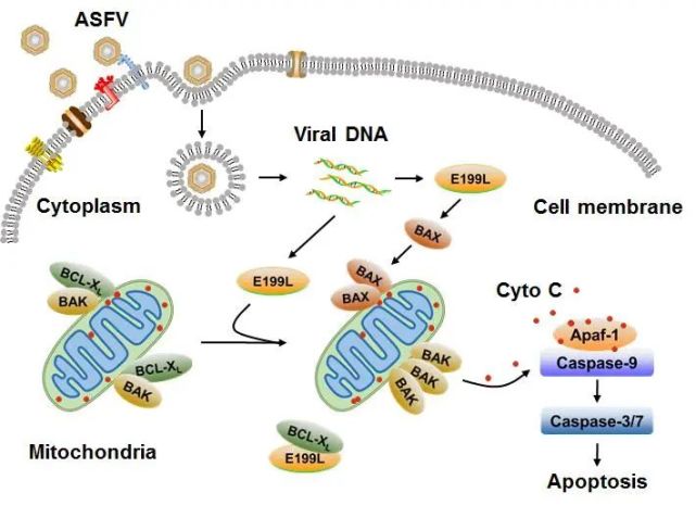 从而促进bak和bax的活化,最终引起线粒体依赖性细胞凋亡