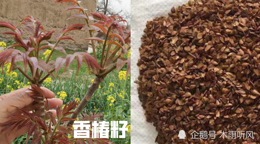 香椿结的籽有什么用?香椿籽的用途,香椿树什么时候结籽?