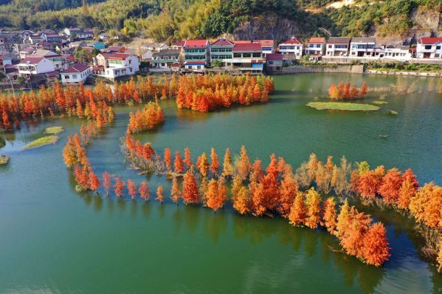 浙江省宁波市余姚市陆埠镇袁马村,红杉林,新晋网红地