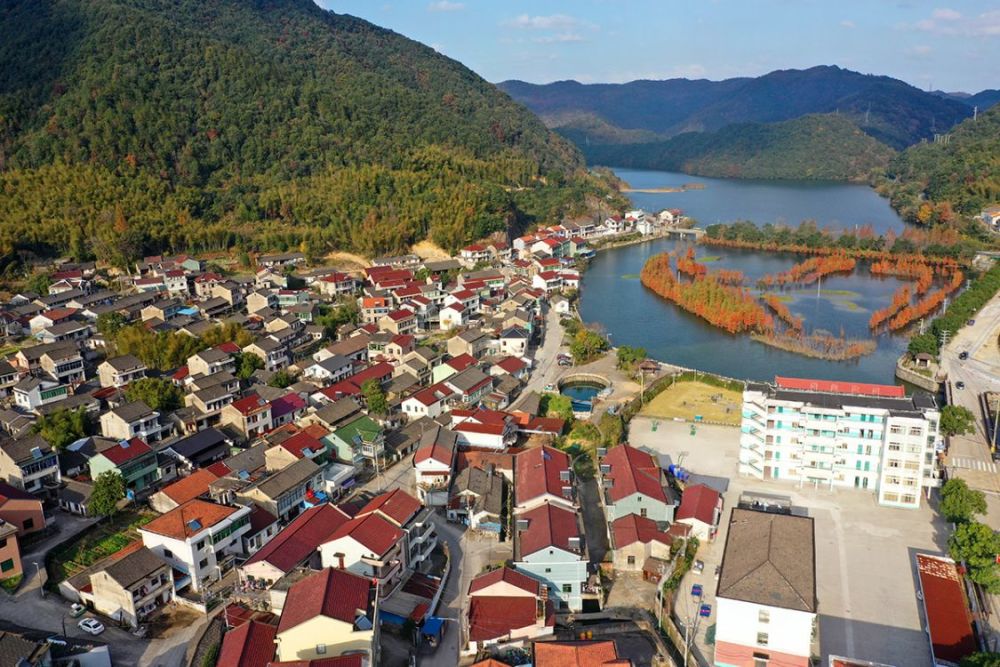 浙江省宁波市余姚市陆埠镇袁马村,红杉林,新晋网红地