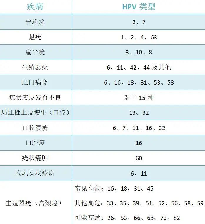 hpv的分型