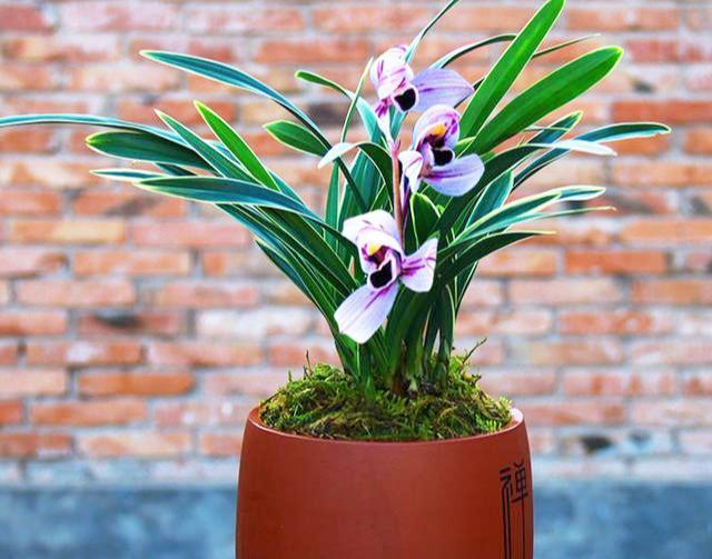 犹如"仙境之花"紫月荷,花开荷瓣,兰香芬芳,叶带金边,易养活