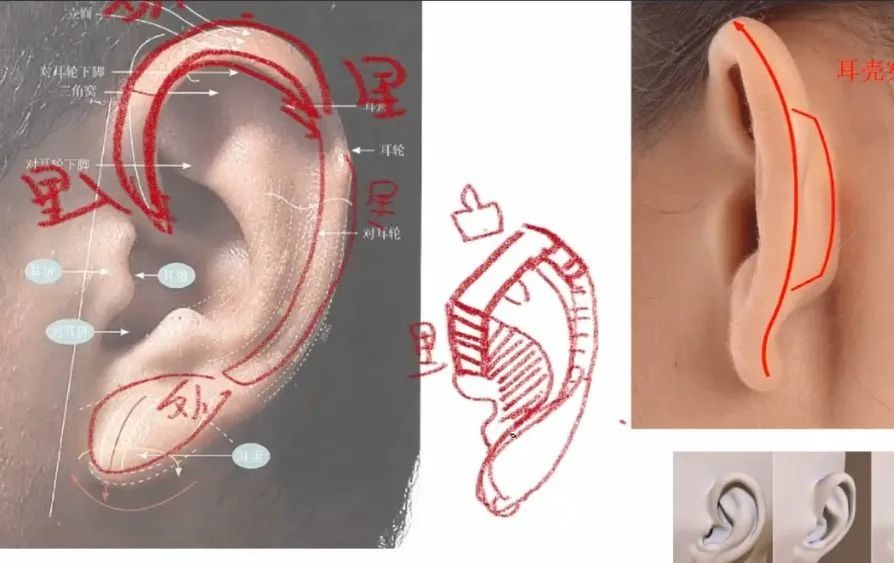 4.了解耳朵结构 外耳廓的走向 里-外-里