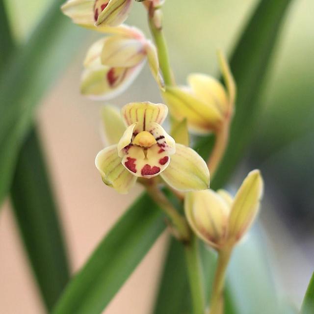 金荷—建兰老品种,近乎完美的兰花,皮实好养活,花香