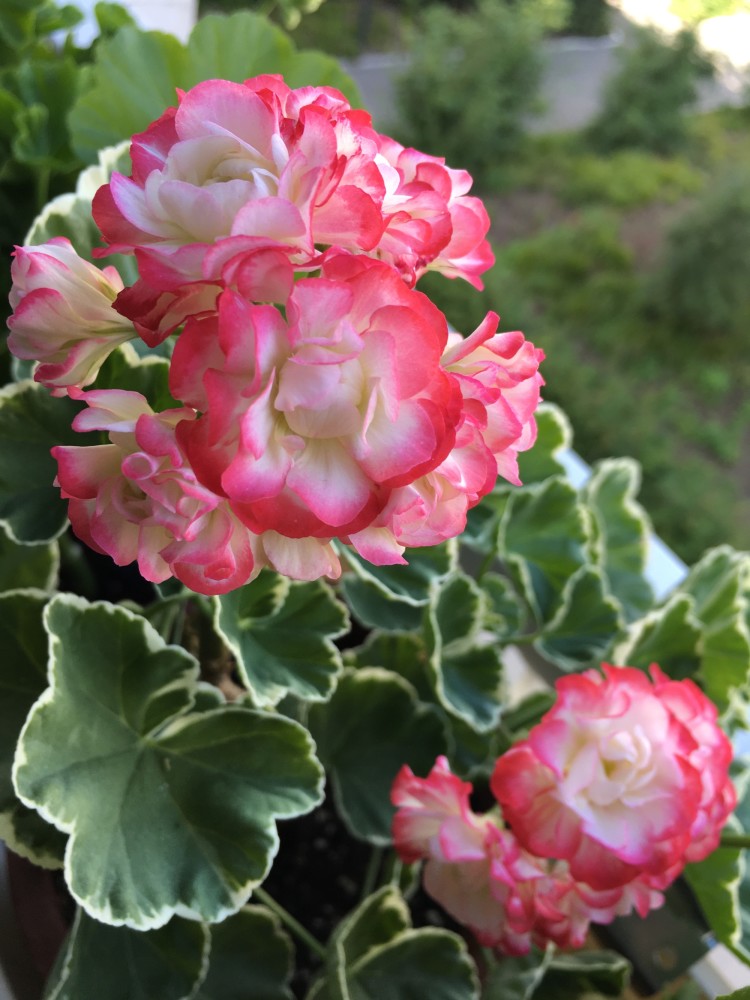 天竺葵"银边苹果碗"—美如玫瑰,四季花开,皮实好养,值得拥有