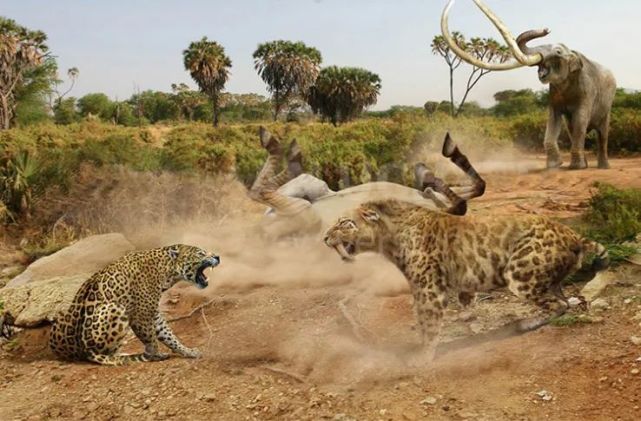 美洲豹:对抗剑齿虎200万年,被狮子全球追杀,龟缩南美