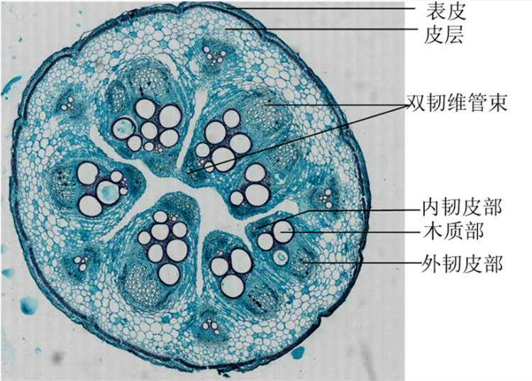 知识点:植物筛管和导管有什么区别?一个是活细胞,一个