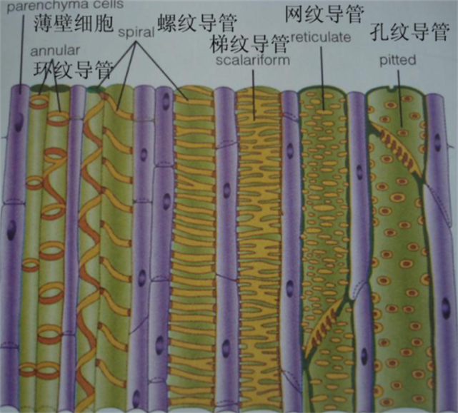 知识点:植物筛管和导管有什么区别?一个是活细胞,一个是死细胞