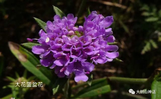 宗家源:碧冬茄属花,大花蓝盆花