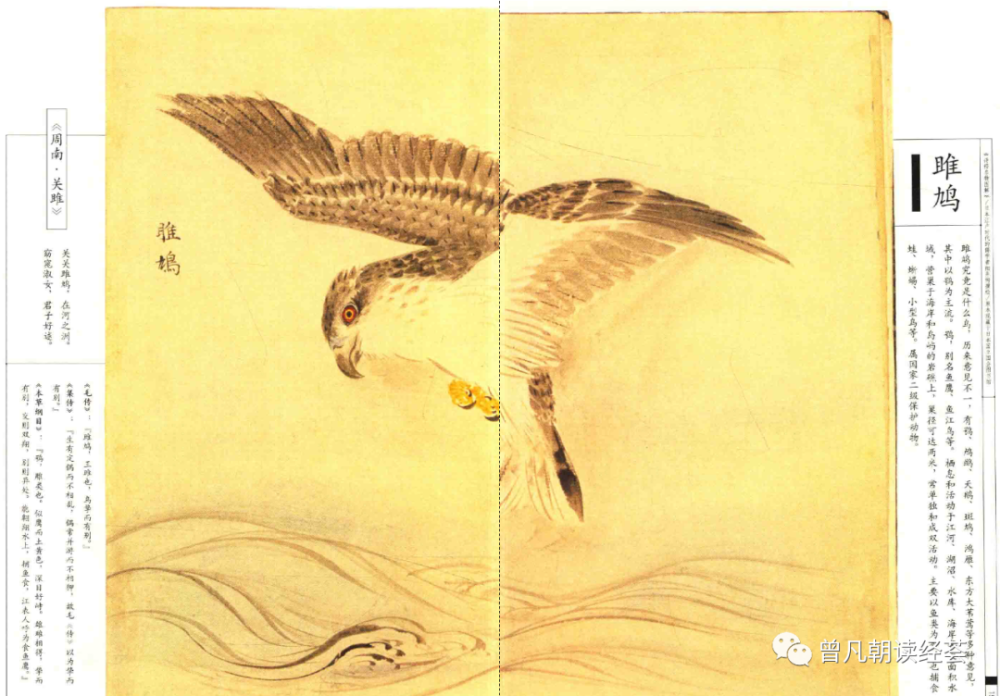 醉美名物图《诗经·关雎》之"雎鸠"