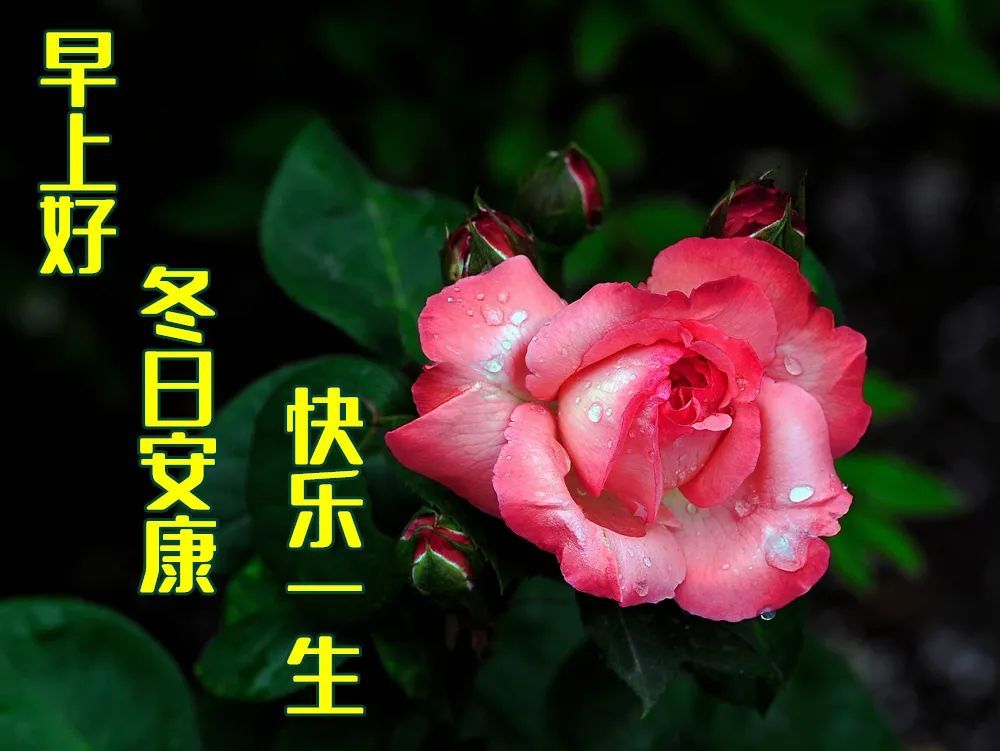 12月5日最新早上好微信带字问候表情图片大全冬日清晨早上好祝福语