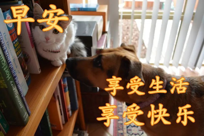 12月5日最新早上好微信带字问候表情图片大全冬日清晨早上好祝福语