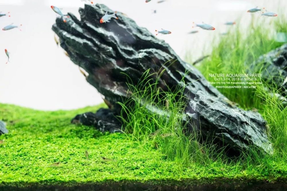 飘逸之极其他草缸:一些细节:长出水面的叶片ada的水陆缸设备器材转自