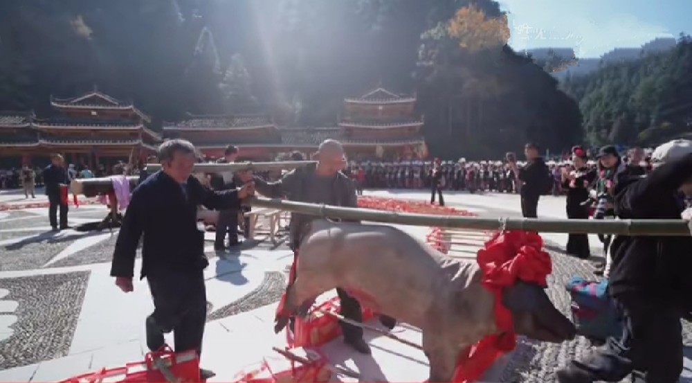 按照鼓藏节的传统,在杀猪牛祭祖之前,必须杀一只雄鸡祷告祖宗神灵