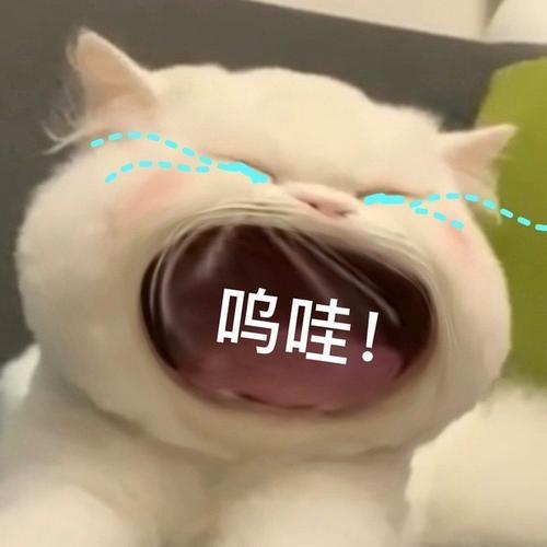 可爱猫猫哭泣表情包