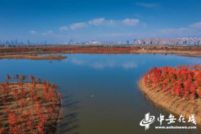 合肥:黄金湖岸线现"千亩红杉林"